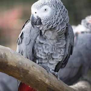 Hand Reared African Grey (Sold)