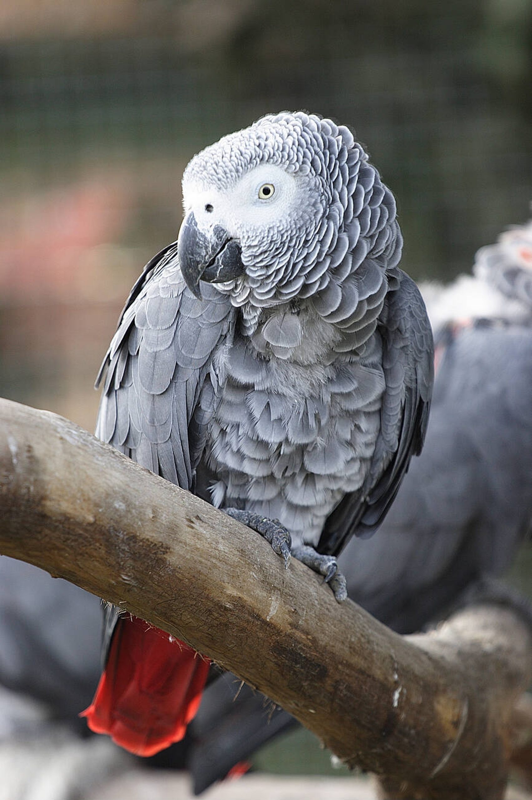 Hand Reared African Grey (Sold)